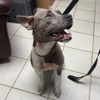 Mixed Breed Dogs Available for Adoption in Savannah, Georgia - Ellabella | PetCurious