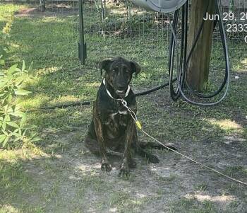 A385095 -  Labrador Retriever and Mixed Breed Dog for Adoption in Ocala, Florida - A385095 | PetCurious