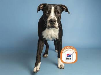RONALD -  Pit Bull Terrier Dog for Adoption in Phoenix, Arizona - RONALD | PetCurious