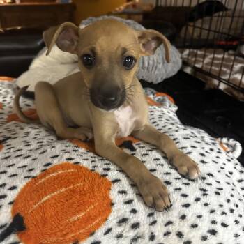 Pippin -  Chiweenie and German Pinscher Dog for Adoption in Gilbert, Arizona - Pippin | PetCurious
