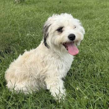 Hona -  Australian Shepherd and Chihuahua Dog for Adoption in Washington, Pennsylvania - Hona | PetCurious