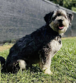 Rescue Schnauzer Dogs for Adoption in Tulsa, Oklahoma - Bentley | PetCurious