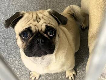 Pug Dogs Available for Adoption in Tustin, California - BARON | PetCurious