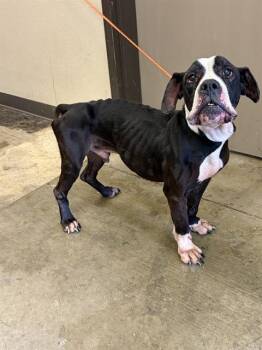 Boxer and Pit Bull Terrier Dogs Available for Adoption in Ontario, California - SLINKY | PetCurious