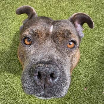 Callie -  Mixed Breed Dog for Adoption in Titusville, Florida - Callie | PetCurious
