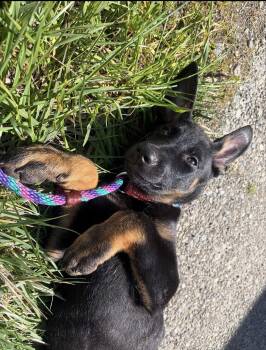 Doberman Pinscher Dogs Available for Adoption - Vera | PetCurious