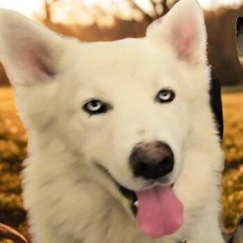 Samoyed and Siberian Husky Dogs Available for Adoption - Gorgeous Rocky!  | PetCurious