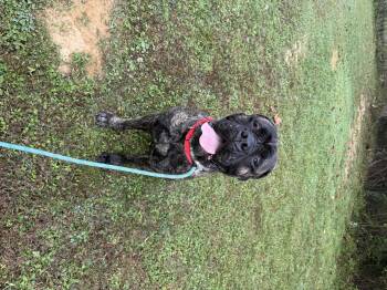 Rescue Mastiff Dogs for Adoption in Fairhope, Alabama - Marlee | PetCurious