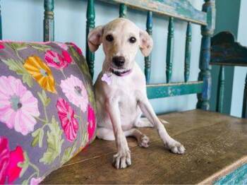 Minnow -  Italian Greyhound and Chihuahua Dog for Adoption in San Antonio, Texas - Minnow | PetCurious