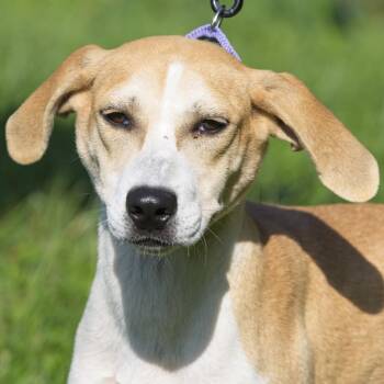 Lima -  Weimaraner and Hound Dog for Adoption in South Elgin, Illinois - Lima | PetCurious