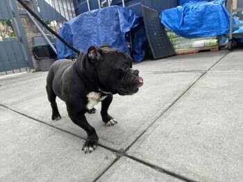 Terrence -  Mixed Breed Dog for Adoption in New York, New York - Terrence | PetCurious