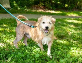 Borat -  Mixed Breed Dog for Adoption in West Chester, Pennsylvania - Borat | PetCurious