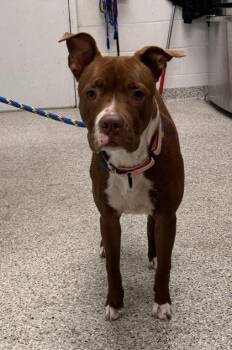 Soleil -  Pit Bull Terrier and Mixed Breed Dog for Adoption in Kansas City, Missouri - Soleil | PetCurious