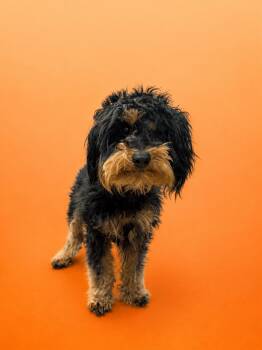 Yorkshire Terrier Dogs Available for Adoption in Waldorf, Maryland - Coco #0128 | PetCurious