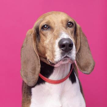 Coonhound Dogs Available for Adoption in Nowata, Oklahoma - Dan | PetCurious