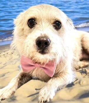 Mitzy -  Mixed Breed and Terrier Dog for Adoption in Westfield, New York - Mitzy | PetCurious