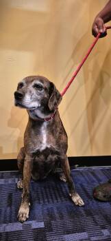 Suki -  Chocolate Labrador Retriever Dog for Adoption in Tallahassee, Florida - Suki | PetCurious