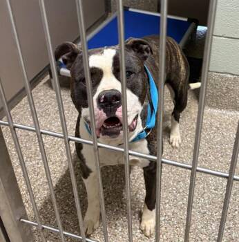 Pit Bull Terrier Dogs Available for Adoption in Clyde, North Carolina - ONYX | PetCurious