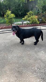 Mavis -  Dachshund and Labrador Retriever Dog for Adoption in Clarksville, Tennessee - Mavis | PetCurious