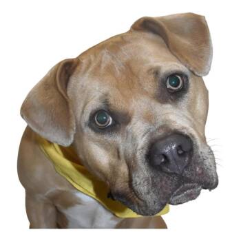 Luca -  Pit Bull Terrier Dog for Adoption in Springfield, Ohio - Luca | PetCurious