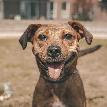 Phoenix -  Mixed Breed Dog for Adoption in Oakville, Ontario - Phoenix | PetCurious
