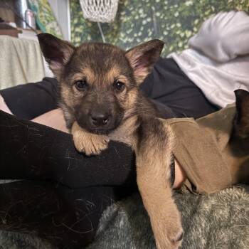 Mixed Breed Dogs Available for Adoption - Ilya | PetCurious