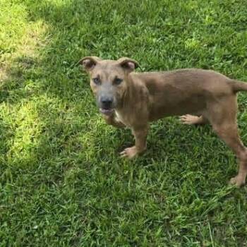 Nemo -  Pit Bull Terrier Dog for Adoption in Brewton, Alabama - Nemo | PetCurious