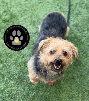 Jack -  Yorkshire Terrier Dog for Adoption in Delson, Quebec - Jack | PetCurious