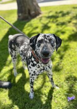 Dalmatian Dogs Available for Adoption in Victorville, California - Speckles | PetCurious