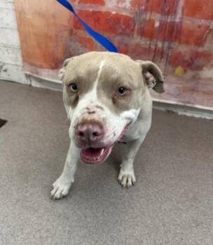 LOTTI -  Pit Bull Terrier Dog for Adoption in San Bernardino, California - LOTTI | PetCurious