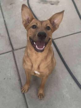 Rescue Shepherd Dogs for Adoption in Las Vegas, Nevada - Love | PetCurious
