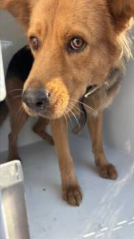A662522 -  German Shepherd Dog and Mixed Breed Dog for Adoption in Houston, Texas - A662522 | PetCurious