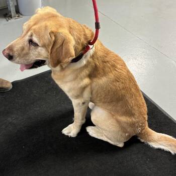 Hank -  Yellow Labrador Retriever and Labrador Retriever Dog for Adoption in Morganfield, Kentucky - Hank | PetCurious