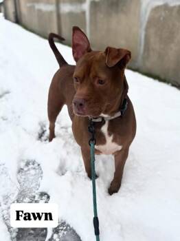 Fawn -  Mixed Breed Dog for Adoption in Miamitown, Ohio - Fawn | PetCurious