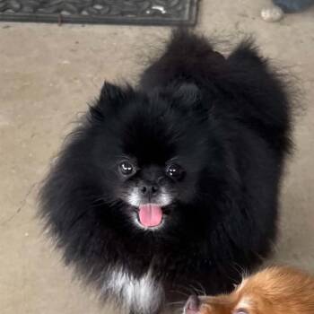 mia -  Pomeranian Dog for Adoption in Spring Hill, Kansas - Mia | PetCurious