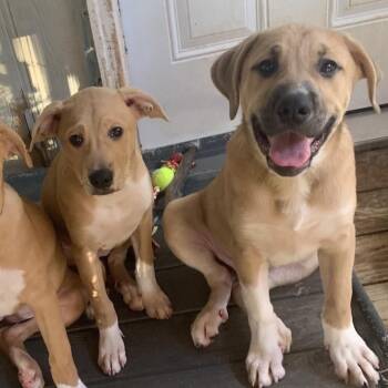 Beau -  Golden Retriever and American Bulldog Dog for Adoption in Ferndale, Michigan - Beau | PetCurious