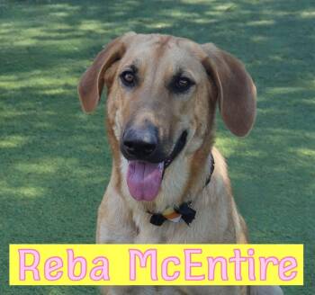Reba -  Hound Dog for Adoption in Fort Worth, Texas - Reba | PetCurious
