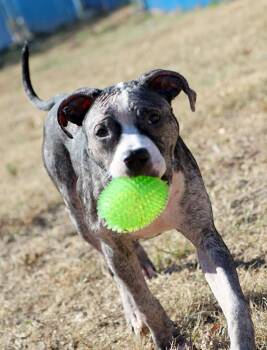 Rescue American Bulldog and Mixed Breed Dogs for Adoption in Kansas City, Kansas - Reece (AO35215) | PetCurious