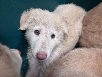 TORRHEN -  Great Pyrenees and Mixed Breed Dog for Adoption in Houston, Texas - TORRHEN | PetCurious
