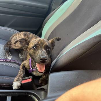 Bambi -  Hound and Mixed Breed Dog for Adoption in Fayetteville, Arkansas - Bambi | PetCurious