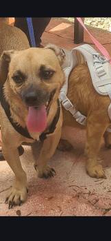 Rescue Chihuahua and Dachshund Dogs for Adoption in Miami, Florida - Ollie | PetCurious