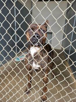 Pit Bull Terrier and Staffordshire Bull Terrier Dogs Available for Adoption in Maryville, Tennessee - Willem | PetCurious