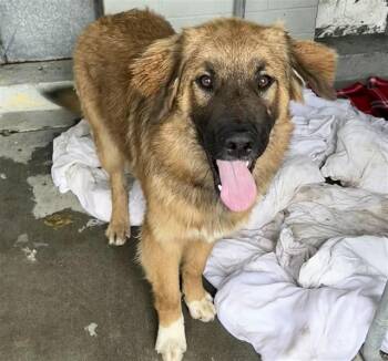 Bernese Mountain Dog Dogs Available for Adoption in Stockton, California - ANDES | PetCurious