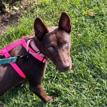 Mimi -  Mixed Breed Dog for Adoption in New York, New York - Mimi | PetCurious
