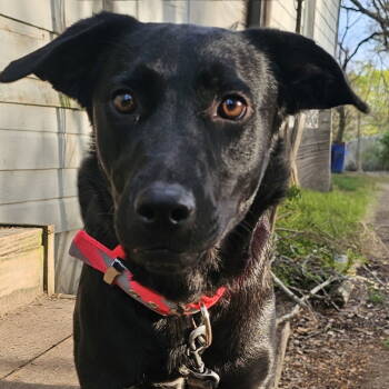 Rescue Australian Cattle Dog Blue Heeler Dogs for Adoption in Dallas, Texas - Dolly | PetCurious