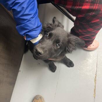 Mixed Breed Dogs Available for Adoption in Bismarck, North Dakota - Dubai | PetCurious