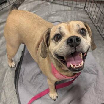 Maddie OA/OS NV PDR -  Pug and Beagle Dog for Adoption in Las Vegas, Nevada - Maddie OA/OS NV PDR | PetCurious