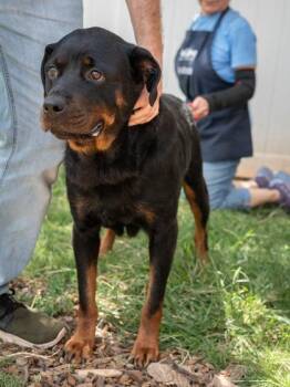 Gretchen -  Mixed Breed Dog for Adoption in Chamblee, Georgia - Gretchen | PetCurious