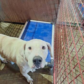 Cerci -  Pit Bull Terrier Dog for Adoption in Madill, Oklahoma - Cerci | PetCurious