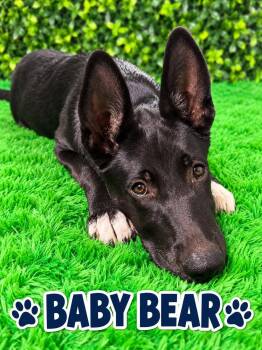 Baby Bear -  German Shepherd Dog Dog for Adoption in Lucas, Texas - Baby Bear | PetCurious